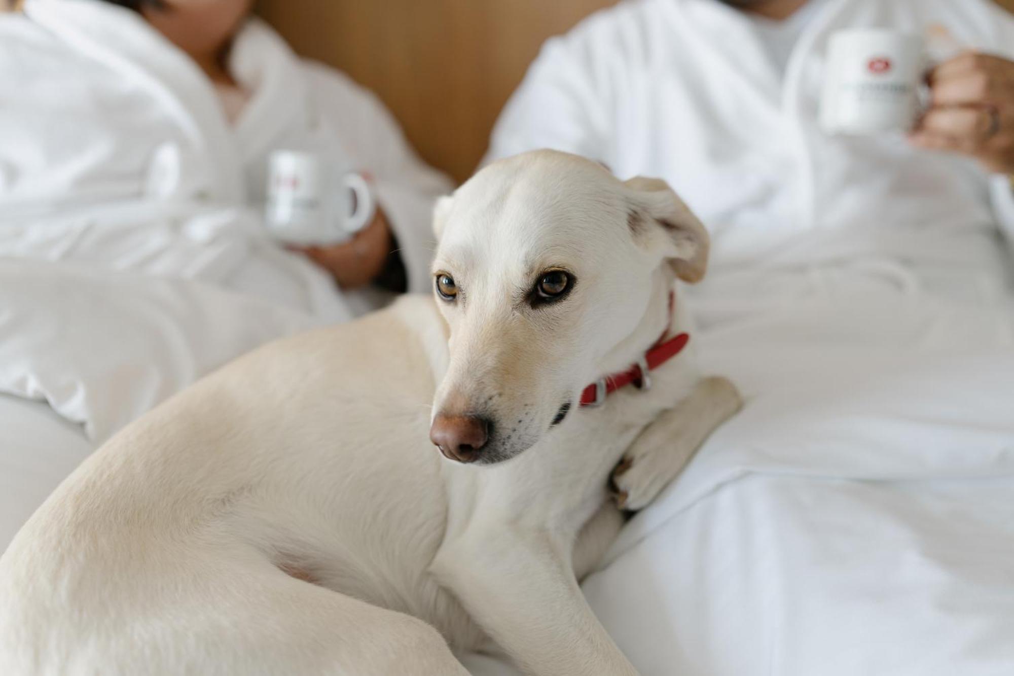 Hotels Gouverneur Trois-Rivières エクステリア 写真